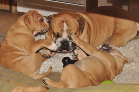 Continental Bulldogs Seeblickbulls 121121 Continental Bulldogs Seeblickbulls 121121