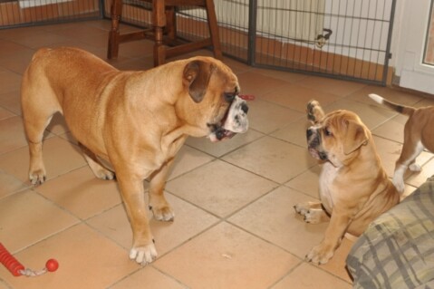Continental Bulldogs Seeblickbulls 121123 Continental Bulldogs Seeblickbulls 121123