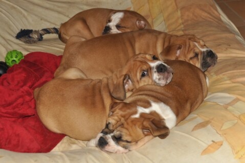 Continental Bulldogs Seeblickbulls 121125 Continental Bulldogs Seeblickbulls 121125