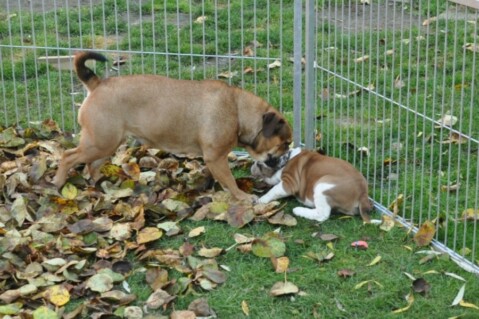Continental Bulldogs Seeblickbulls 121127 Continental Bulldogs Seeblickbulls 121127