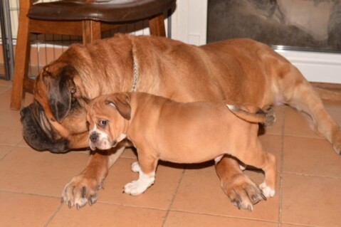 Continental Bulldogs Seeblickbulls 121129 Continental Bulldogs Seeblickbulls 121129