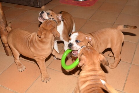 Continental Bulldogs Seeblickbulls 121130 Continental Bulldogs Seeblickbulls 121130