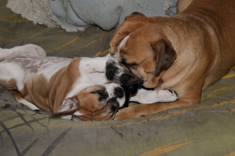 Continental Bulldogs Seeblickbulls 121214 Continental Bulldogs Seeblickbulls 121214