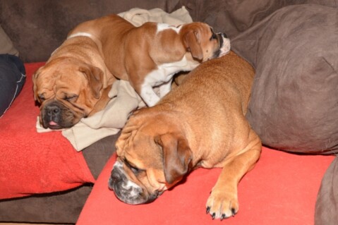Continental Bulldogs Seeblickbulls 121217 Continental Bulldogs Seeblickbulls 121217