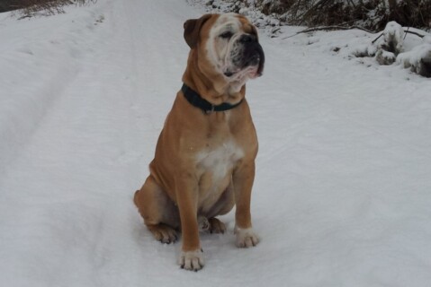 Continental Bulldogs Seeblickbulls 121222 Continental Bulldogs Seeblickbulls 121222