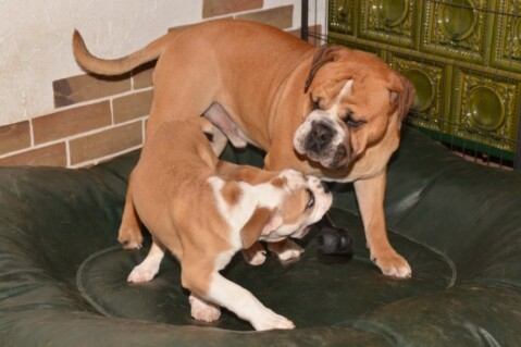 Continental Bulldogs Seeblickbulls 121227 Continental Bulldogs Seeblickbulls 121227