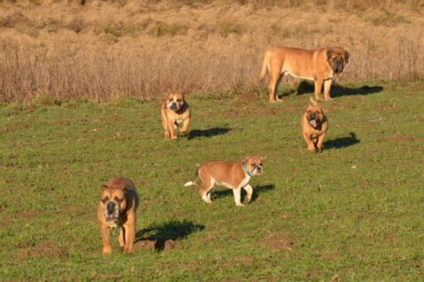 Continental Bulldogs Seeblickbulls 121228 Continental Bulldogs Seeblickbulls 121228
