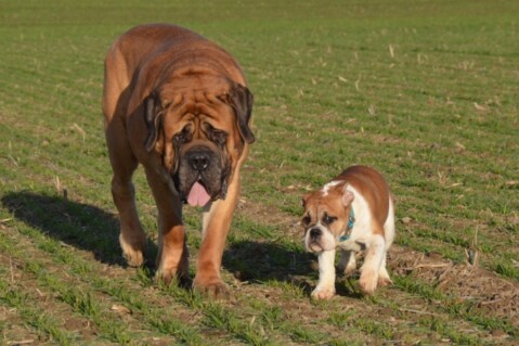 Continental Bulldogs Seeblickbulls 121229 Continental Bulldogs Seeblickbulls 121229