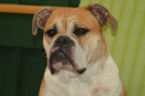 Continental Bulldogs Seeblickbulls 130831 Continental Bulldogs Seeblickbulls 130831
