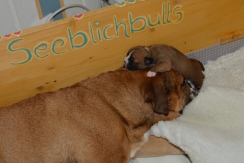 Continental Bulldogs Seeblickbulls 130920 Continental Bulldogs Seeblickbulls 130920