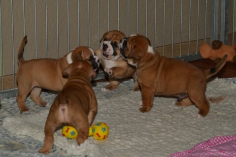 Continental Bulldogs Seeblickbulls 131011 Continental Bulldogs Seeblickbulls 131011