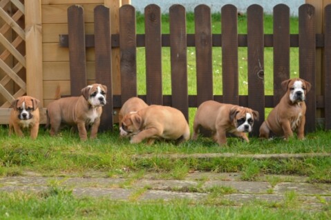 Continental Bulldogs Seeblickbulls 131102 Continental Bulldogs Seeblickbulls 131102