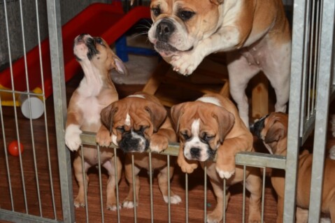 Continental Bulldogs Seeblickbulls 131108 Continental Bulldogs Seeblickbulls 131108