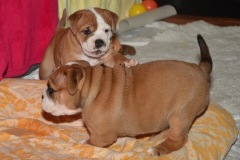 Continental Bulldogs Seeblickbulls 131111 Continental Bulldogs Seeblickbulls 131111