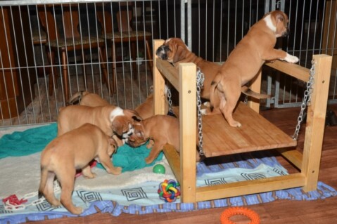 Continental Bulldogs Seeblickbulls 131112 Continental Bulldogs Seeblickbulls 131112