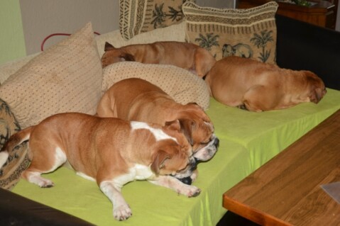 Continental Bulldogs Seeblickbulls 131115 Continental Bulldogs Seeblickbulls 131115