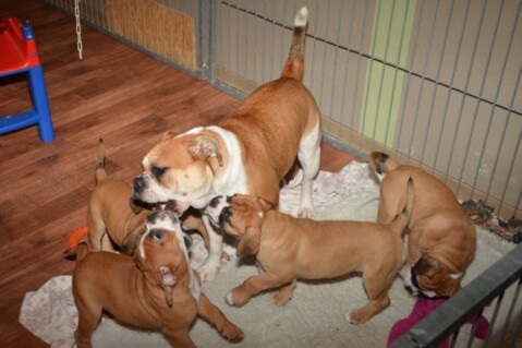 Continental Bulldogs Seeblickbulls 131119 Continental Bulldogs Seeblickbulls 131119