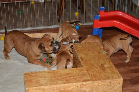 Continental Bulldogs Seeblickbulls 131123 Continental Bulldogs Seeblickbulls 131123