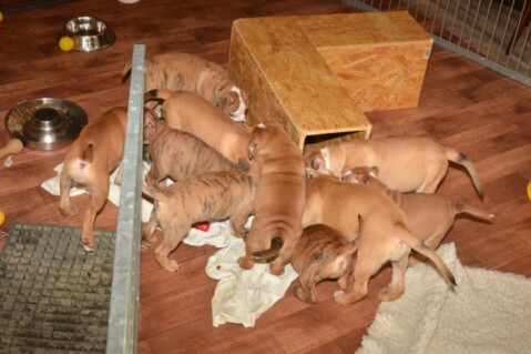 Continental Bulldogs Seeblickbulls 131124 Continental Bulldogs Seeblickbulls 131124