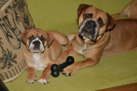 Continental Bulldogs Seeblickbulls 131125 Continental Bulldogs Seeblickbulls 131125