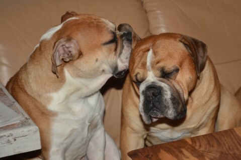 Continental Bulldogs Seeblickbulls 131127 Continental Bulldogs Seeblickbulls 131127