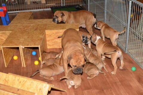 Continental Bulldogs Seeblickbulls 131128 Continental Bulldogs Seeblickbulls 131128