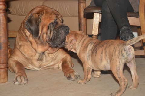 Continental Bulldogs Seeblickbulls 131223 Continental Bulldogs Seeblickbulls 131223