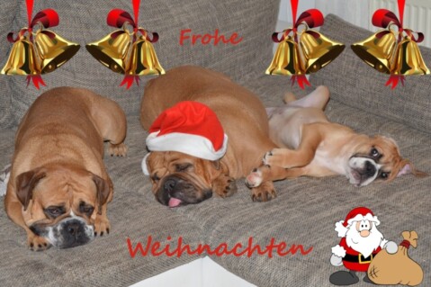 Continental Bulldogs Seeblickbulls 131224 Continental Bulldogs Seeblickbulls 131224