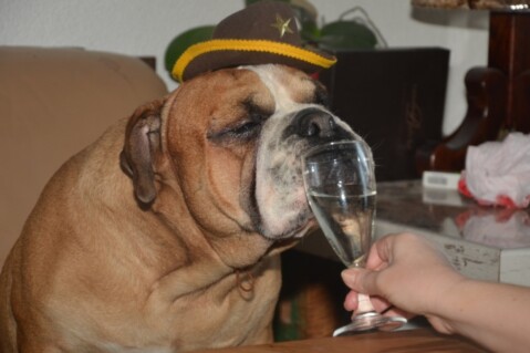 Continental Bulldogs Seeblickbulls 131231 Continental Bulldogs Seeblickbulls 131231