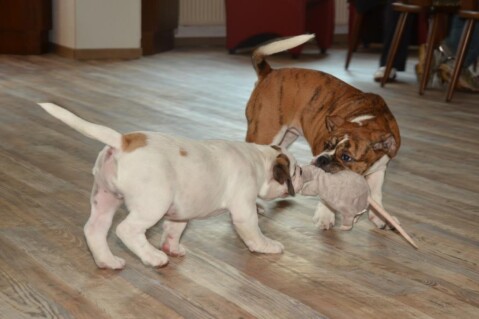 Continental Bulldogs Seeblickbulls 140713 Continental Bulldogs Seeblickbulls 140713
