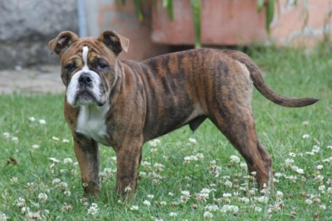 Continental Bulldogs Seeblickbulls 140721 Continental Bulldogs Seeblickbulls 140721