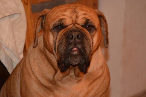 Continental Bulldogs Seeblickbulls 140726 Continental Bulldogs Seeblickbulls 140726