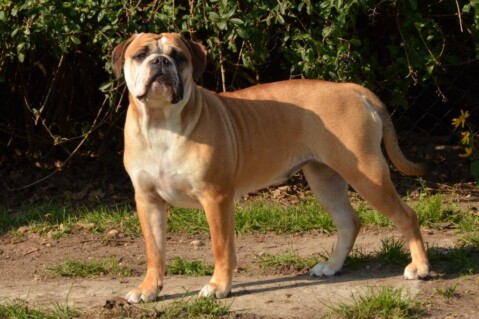 Continental Bulldogs Seeblickbulls 141011 Continental Bulldogs Seeblickbulls 141011