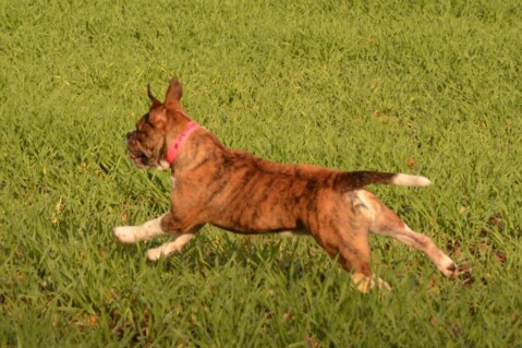 Continental Bulldogs Seeblickbulls 141111 Continental Bulldogs Seeblickbulls 141111