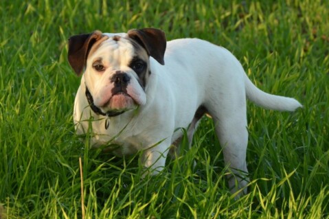 Continental Bulldogs Seeblickbulls 141112 Continental Bulldogs Seeblickbulls 141112