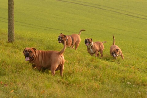 Continental Bulldogs Seeblickbulls 141114 Continental Bulldogs Seeblickbulls 141114