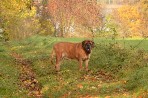 Continental Bulldogs Seeblickbulls 141115 Continental Bulldogs Seeblickbulls 141115