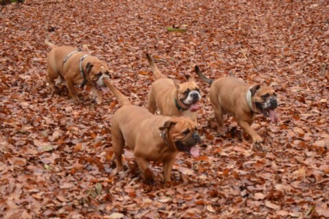 Continental Bulldogs Seeblickbulls 141117 Continental Bulldogs Seeblickbulls 141117