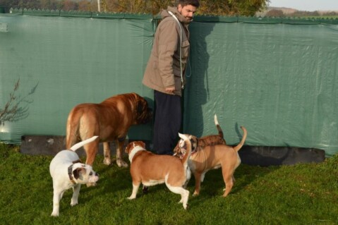 Continental Bulldogs Seeblickbulls 141118 Continental Bulldogs Seeblickbulls 141118