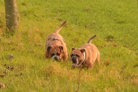 Continental Bulldogs Seeblickbulls 141124 Continental Bulldogs Seeblickbulls 141124