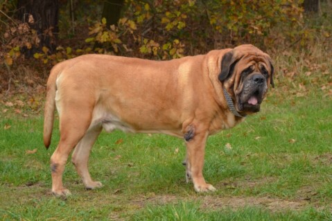 Continental Bulldogs Seeblickbulls 141127 Continental Bulldogs Seeblickbulls 141127
