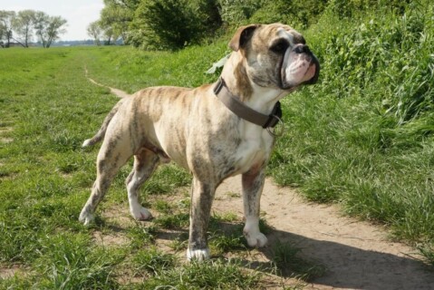 Continental Bulldogs Seeblickbulls 141210 Continental Bulldogs Seeblickbulls 141210