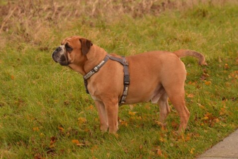 Continental Bulldogs Seeblickbulls 141212 Continental Bulldogs Seeblickbulls 141212