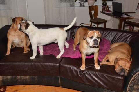 Continental Bulldogs Seeblickbulls 141217 Continental Bulldogs Seeblickbulls 141217