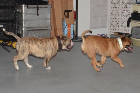 Continental Bulldogs Seeblickbulls 141220 Continental Bulldogs Seeblickbulls 141220