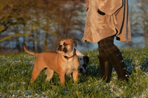 Continental Bulldogs Seeblickbulls 141228 Continental Bulldogs Seeblickbulls 141228