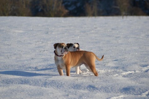 Continental Bulldogs Seeblickbulls 141229 Continental Bulldogs Seeblickbulls 141229