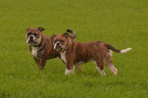 Continental Bulldogs Seeblickbulls 150110 Continental Bulldogs Seeblickbulls 150110
