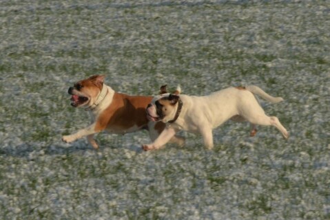 Continental Bulldogs Seeblickbulls 150111 Continental Bulldogs Seeblickbulls 150111