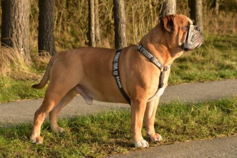 Continental Bulldogs Seeblickbulls 150116 Continental Bulldogs Seeblickbulls 150116